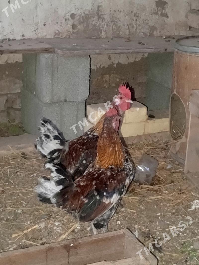 karlik bentamik gyzyl çil çil - Änew - img 3