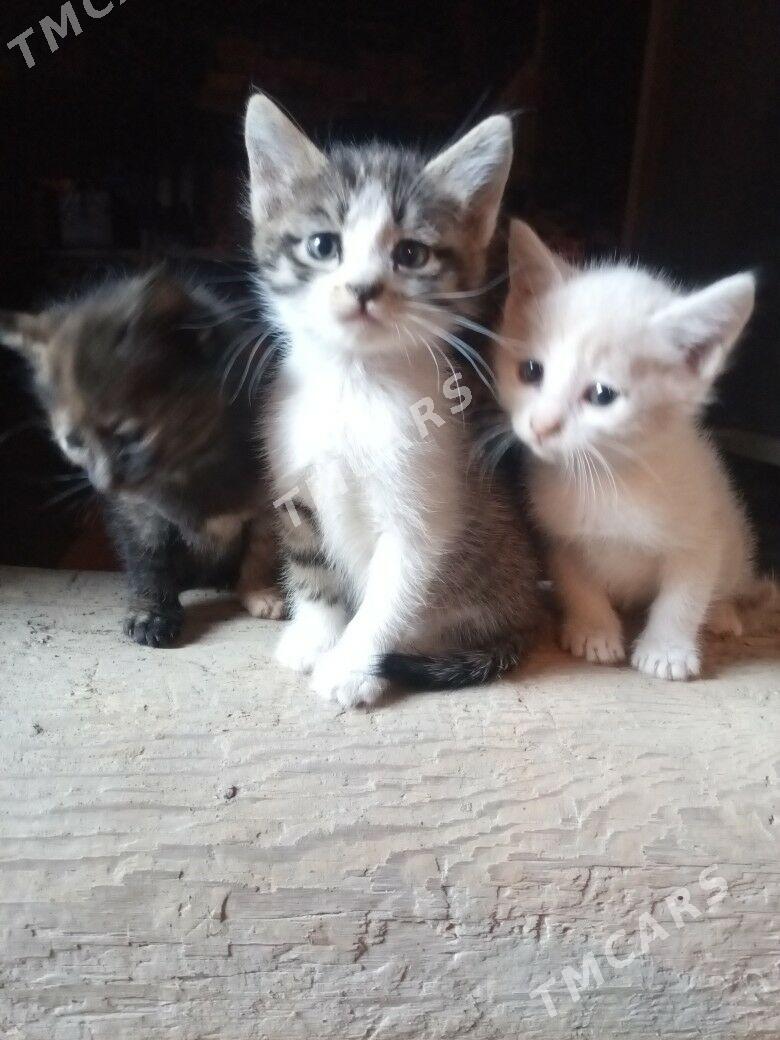 Pişijikler - Дашогуз - img 2