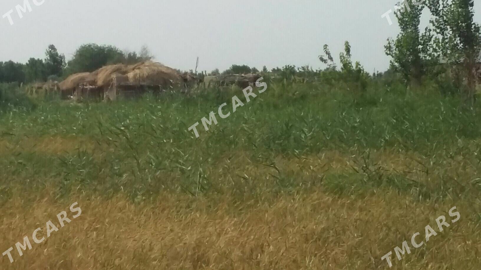Saman Ot - Гороглы (Тагта) - img 2