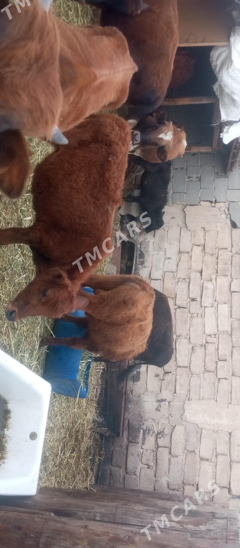öküzçe tüwe göle öküz - Ашхабад - img 3