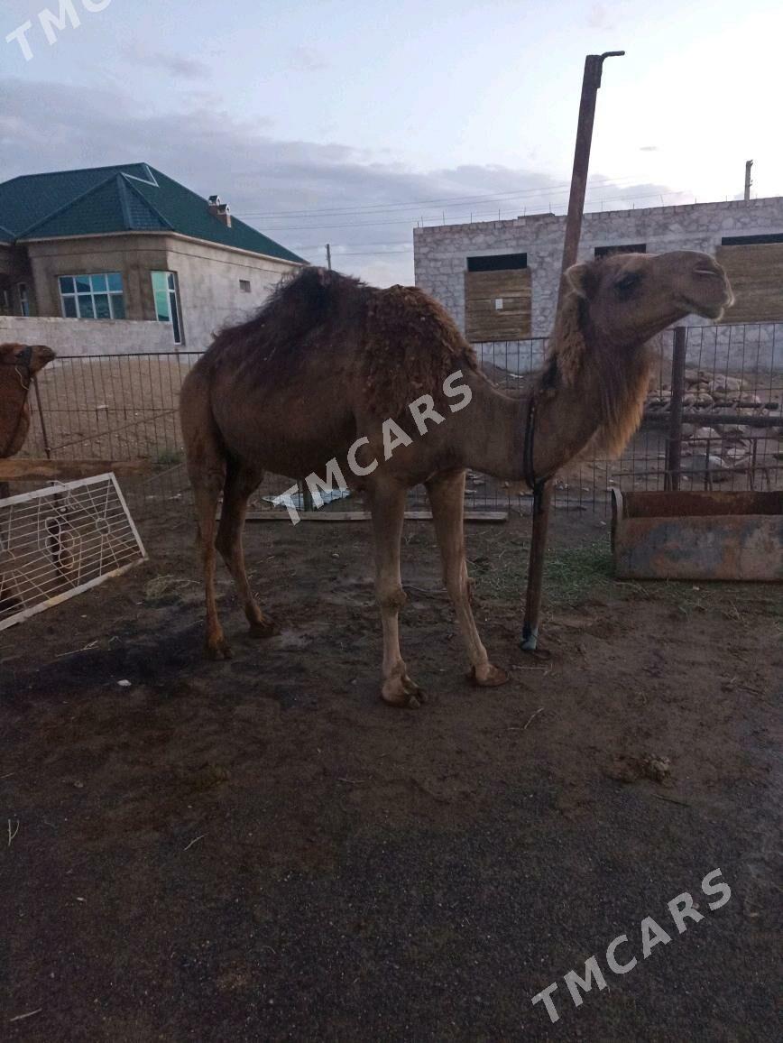 Köşekli Düye - Джебел - img 2