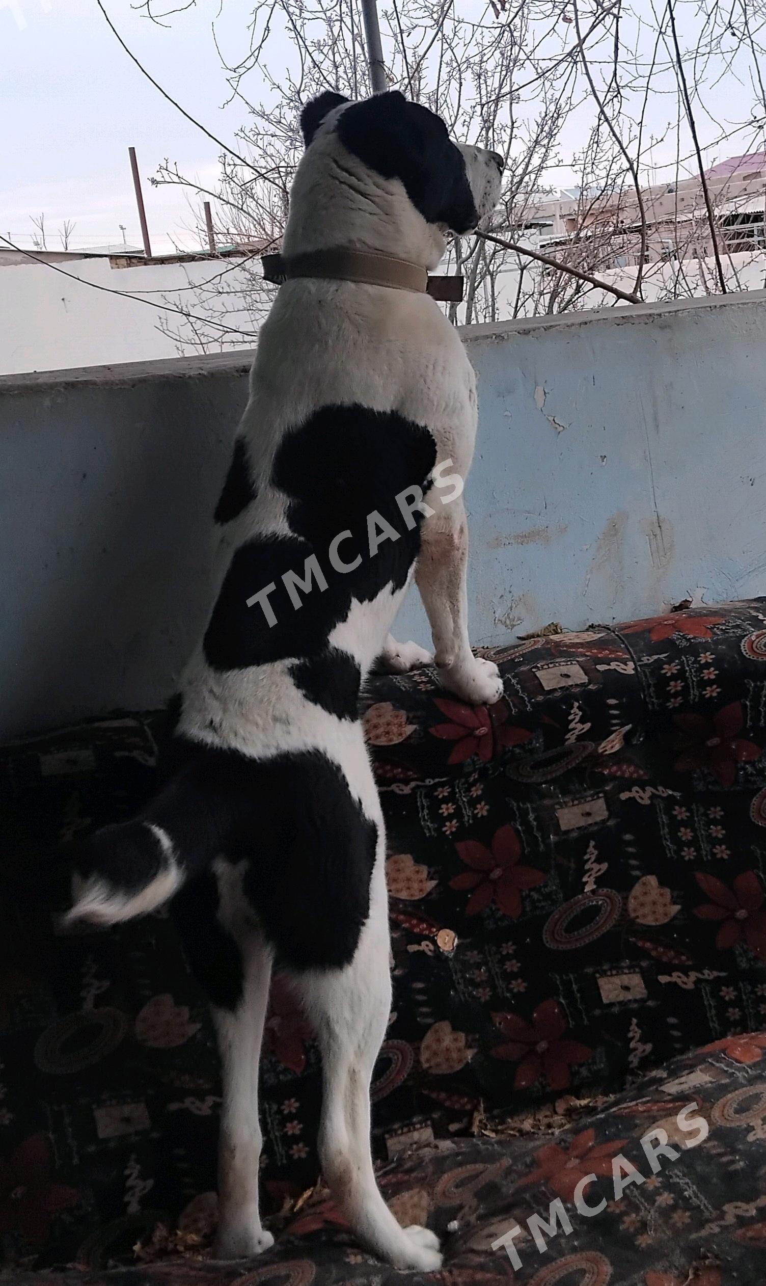 Balu - Şabat etr. - img 2