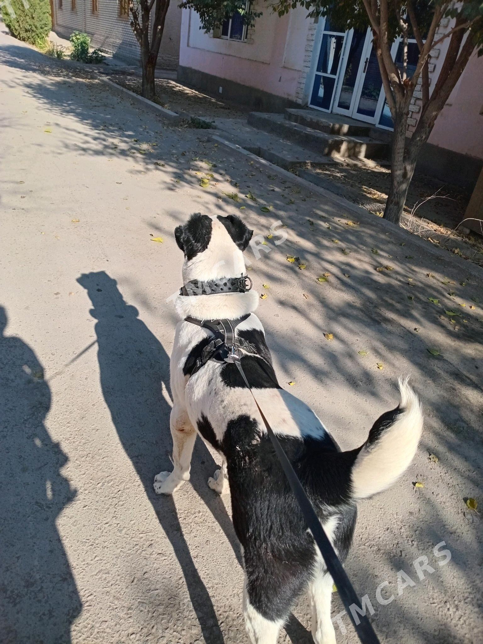 Balu - Şabat etr. - img 4