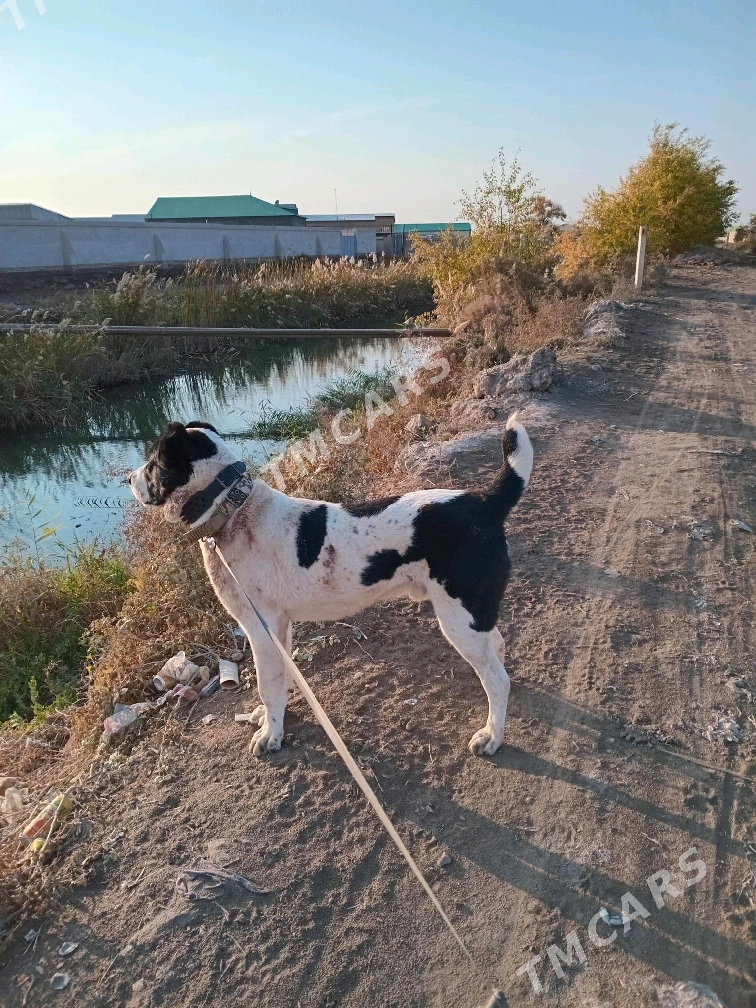 Balu - Şabat etr. - img 5