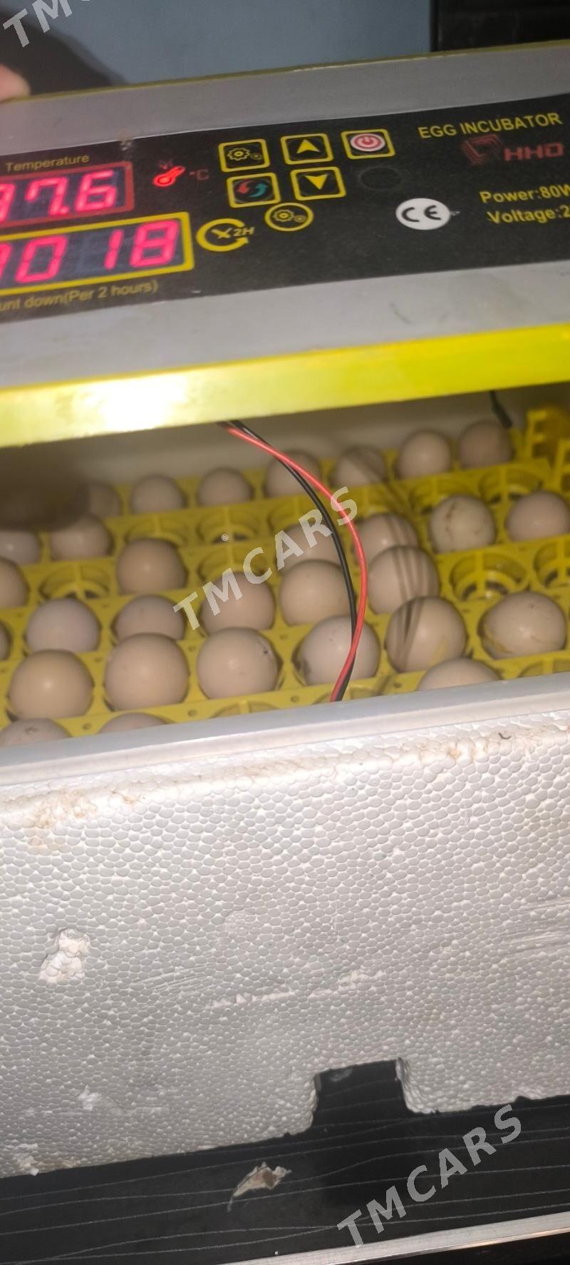 satlyk inkubator - Änew - img 1