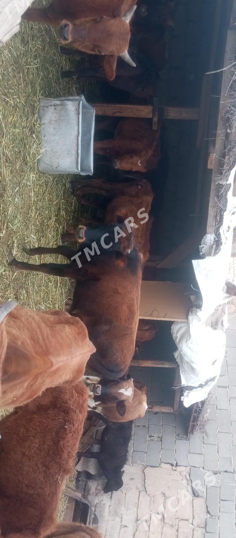 öküzçe tüwe öküz göle - Aşgabat - img 5