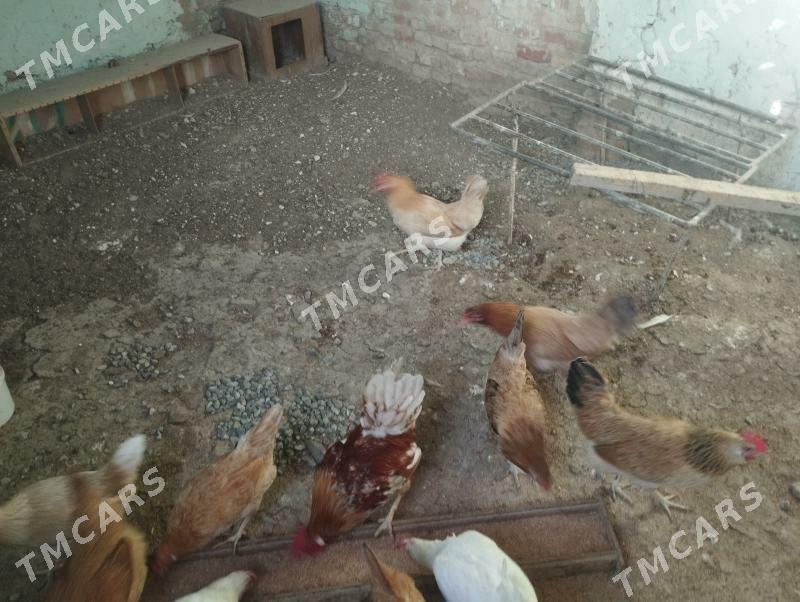 Towuk we Ketek - Bereket - img 2