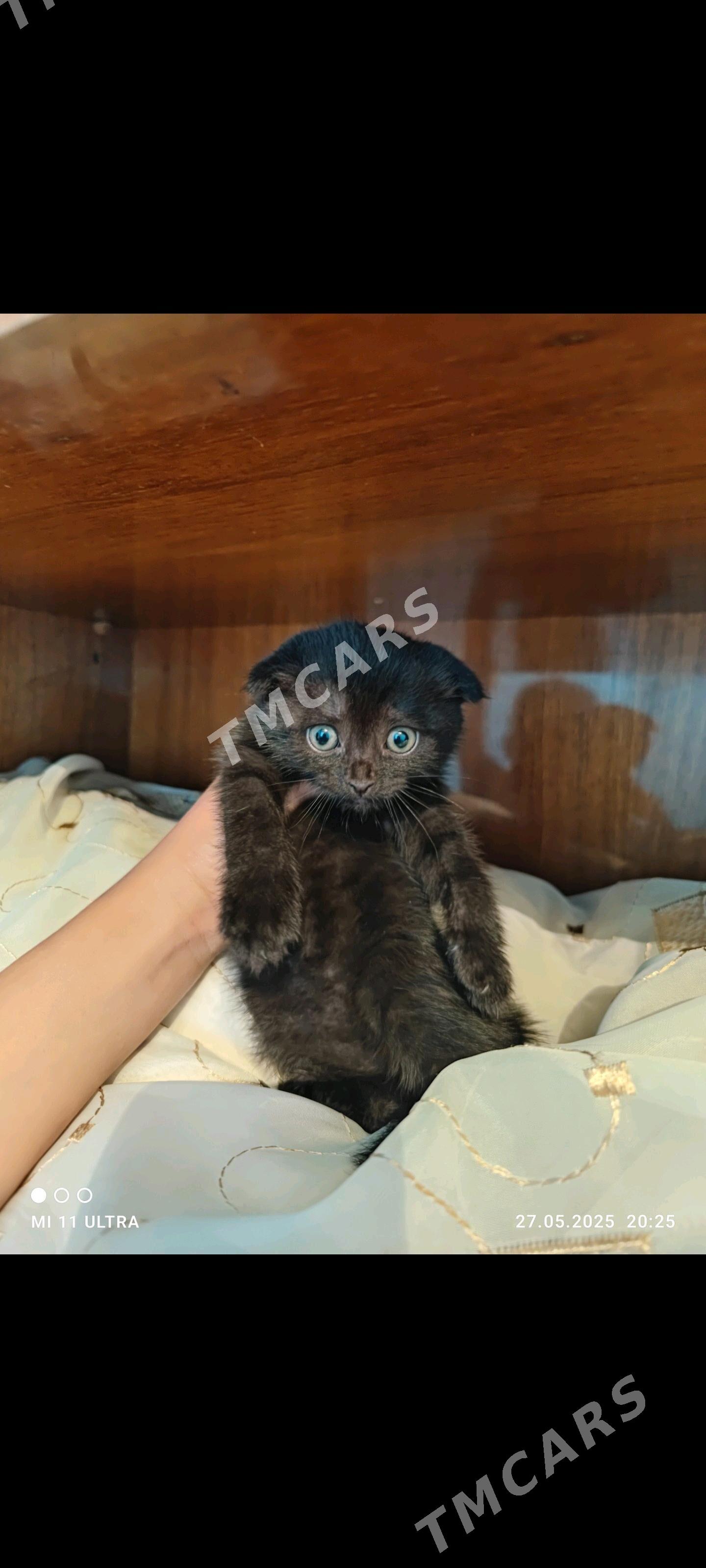 Vesluha pishijekler - Türkmenbaşy - img 2
