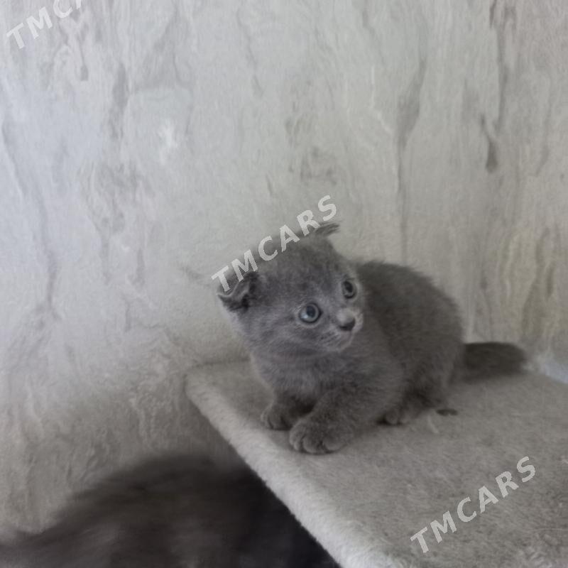 котята - Ашхабад - img 5
