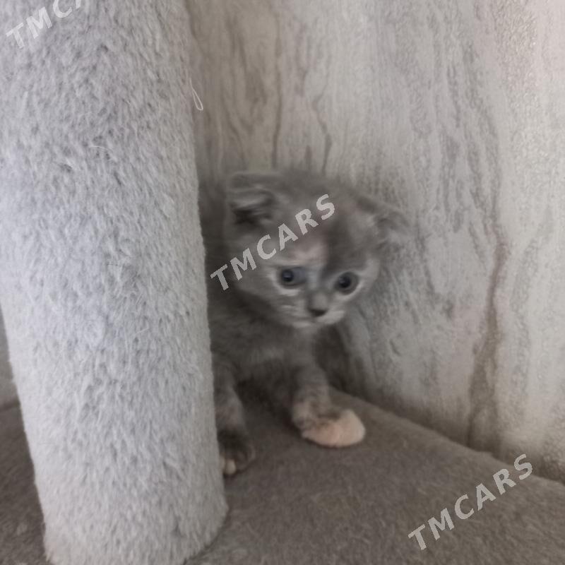 котята - Ашхабад - img 4