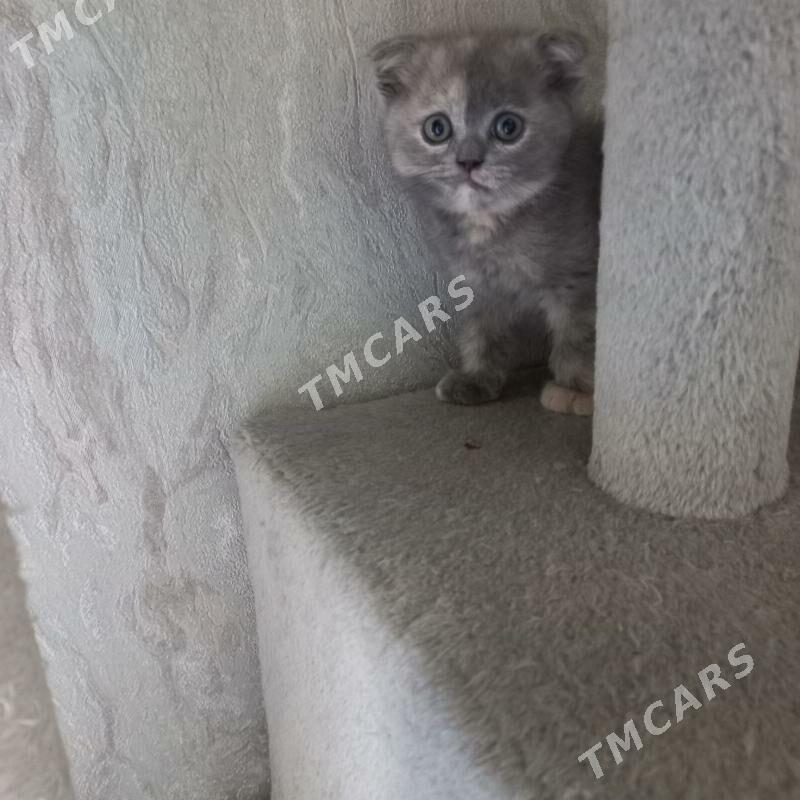 котята - Ашхабад - img 10