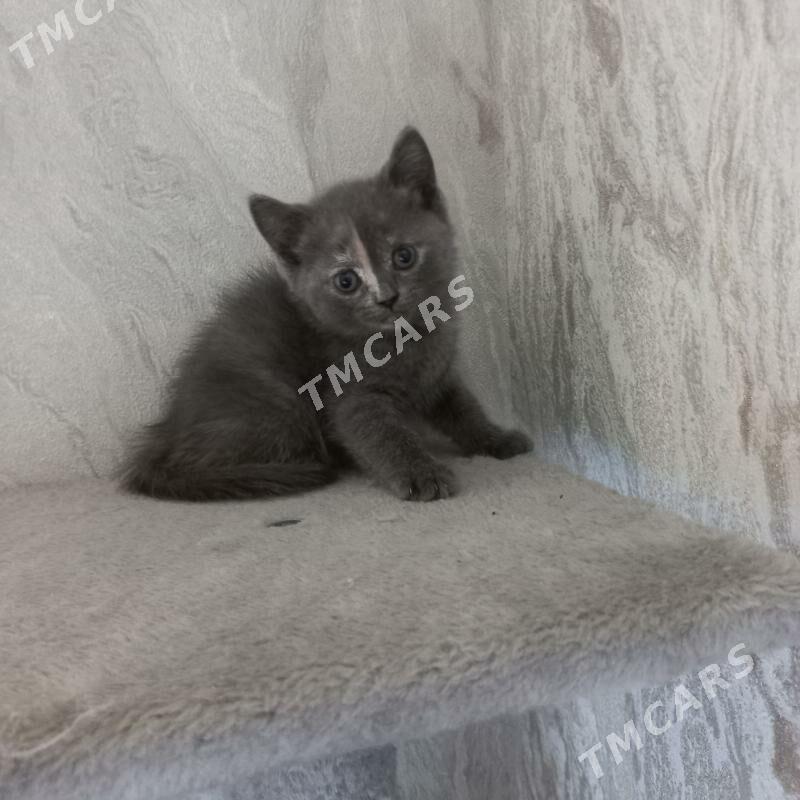котята - Ашхабад - img 7