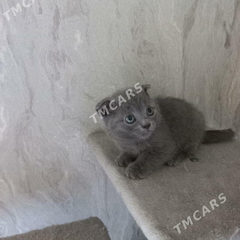 котята - Ашхабад - img 9