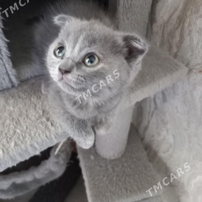 котята - Ашхабад - img 6