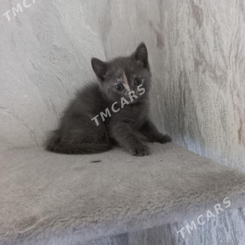 котята - Ашхабад - img 3
