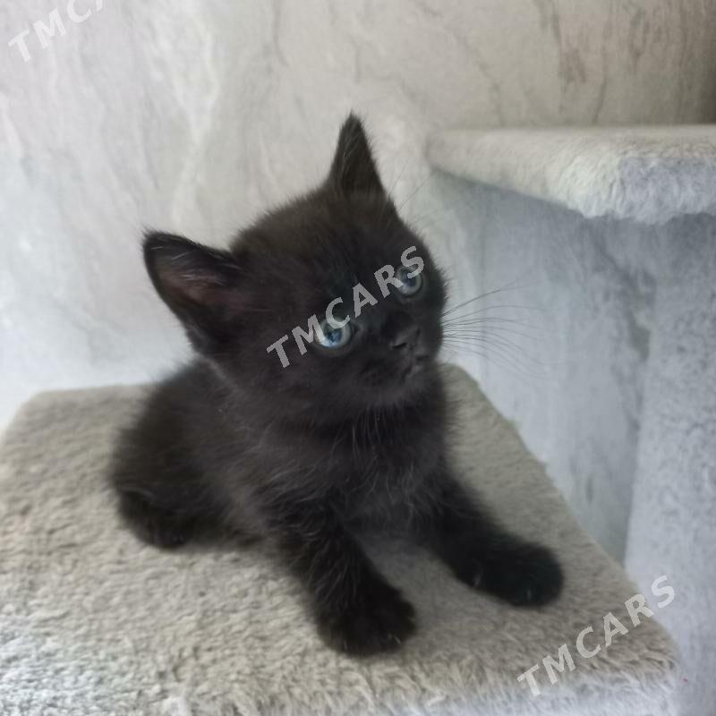 котята - Ашхабад - img 2