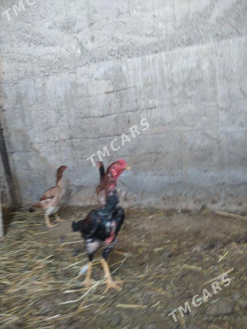 Müňdeper bayes horaz - Wekilbazar - img 2