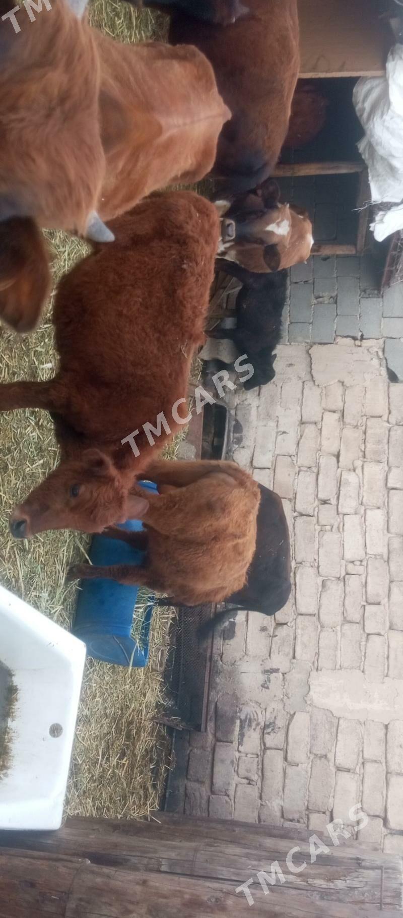 öküzçe tüwe öküz göle - Ашхабад - img 2