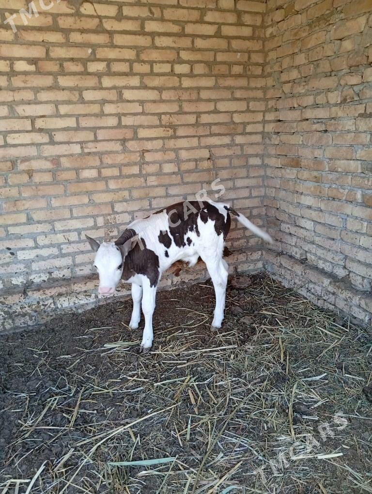 saglyk simental - Çärjew - img 3