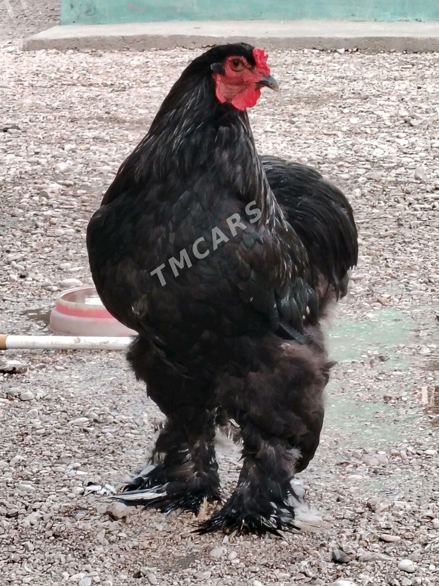 BRAMA - Balkanabat - img 2
