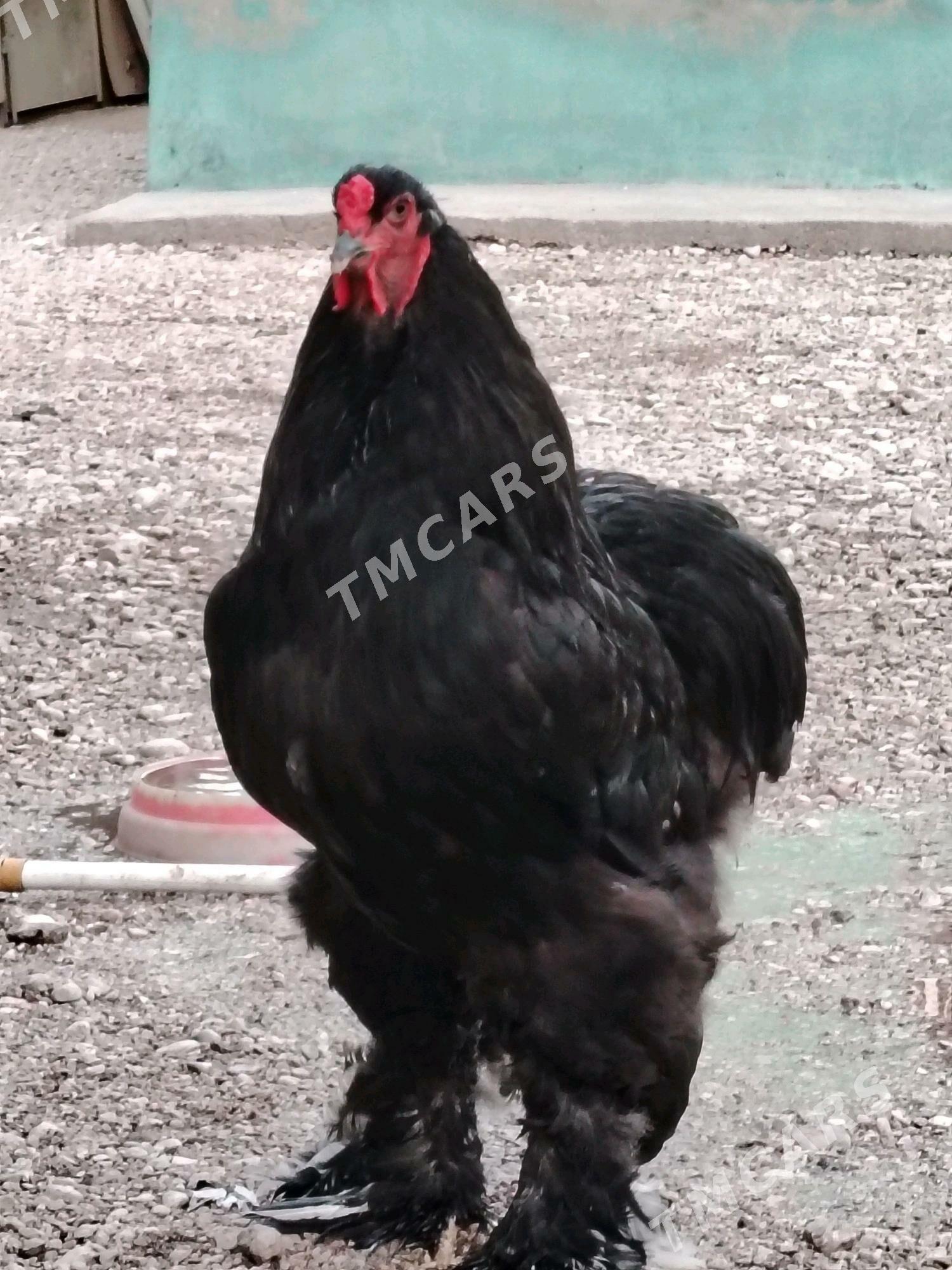 BRAMA - Balkanabat - img 3