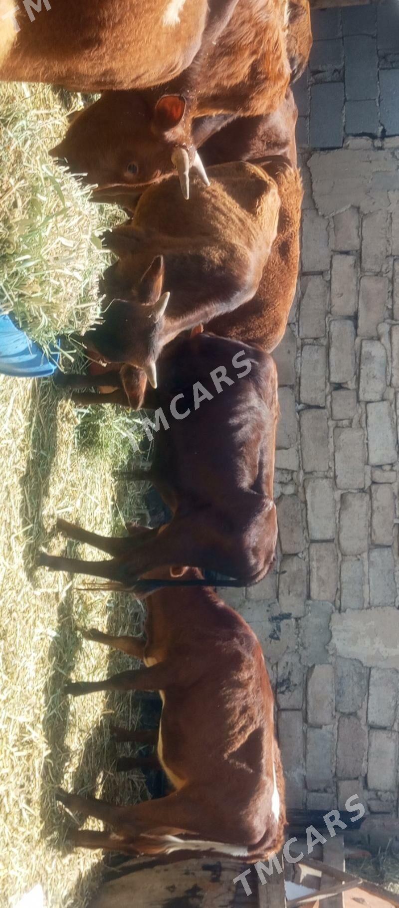 öküz tüwe öküzçe göle - Ашхабад - img 5