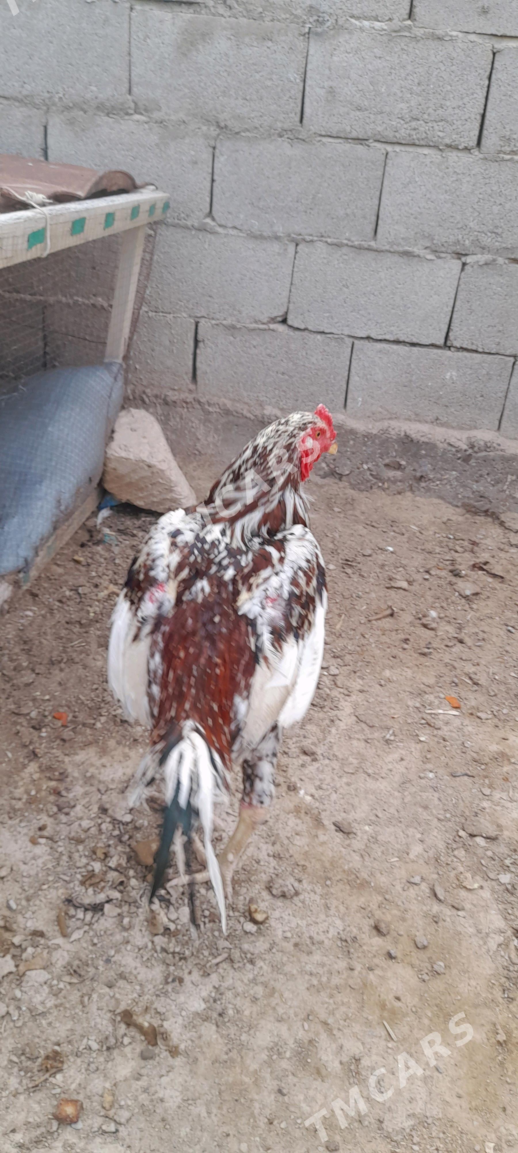 Baýes Towuk Horaz - Türkmenbaşy - img 2