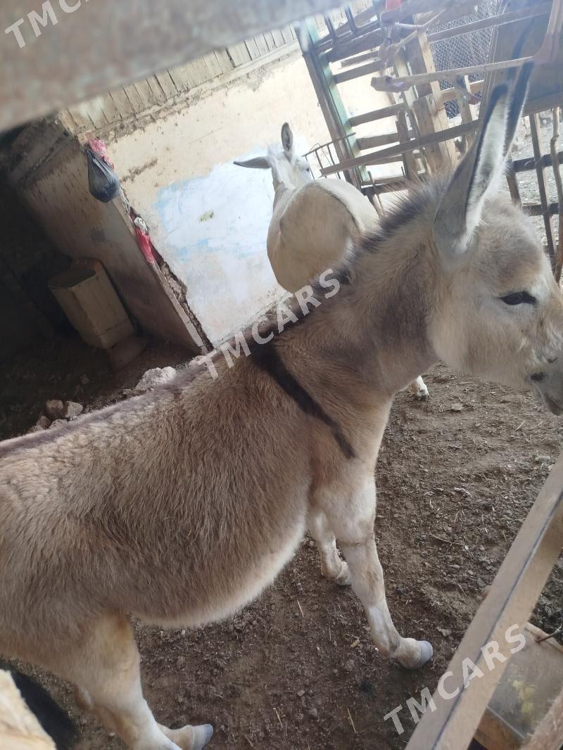 Eşek kurreli özem bogaz - Oguz han - img 2