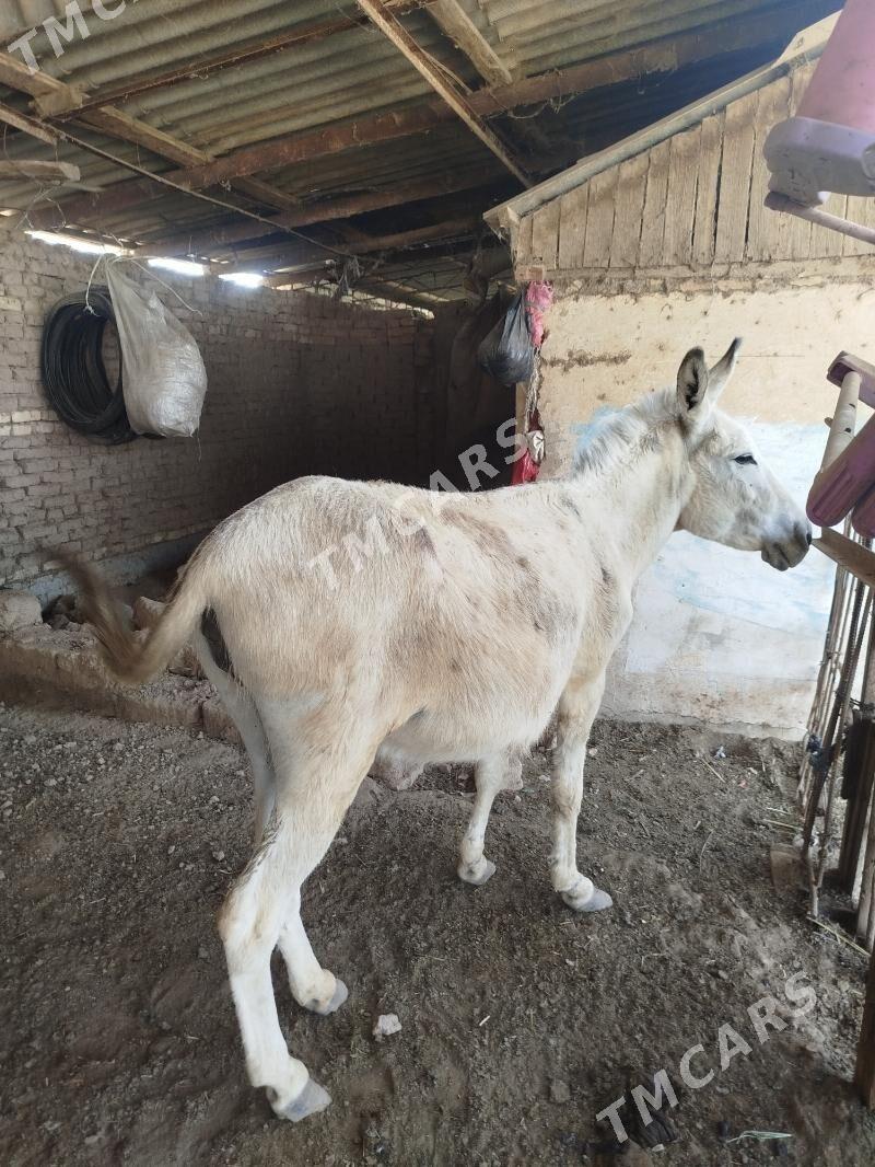 Eşek kurreli özem bogaz - Oguz han - img 5