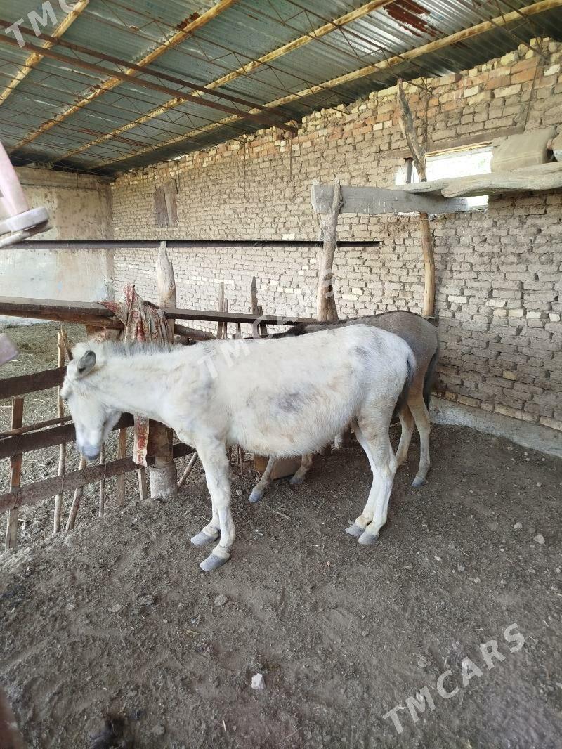 Eşek kurreli özem bogaz - Oguz han - img 4