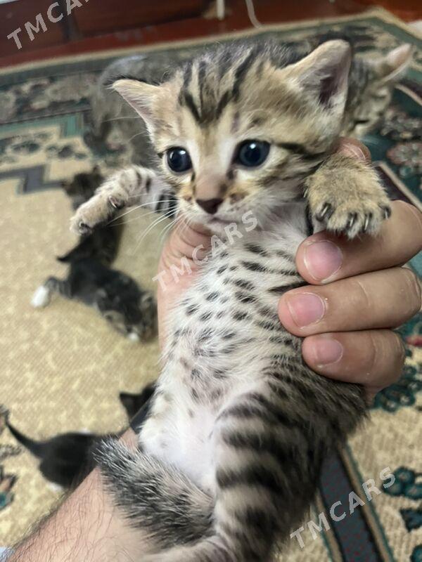 Котята Отдам добрые руки - Ашхабад - img 4