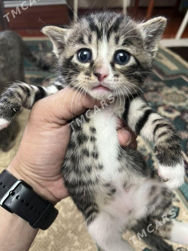 Котята Отдам добрые руки - Ашхабад - img 1