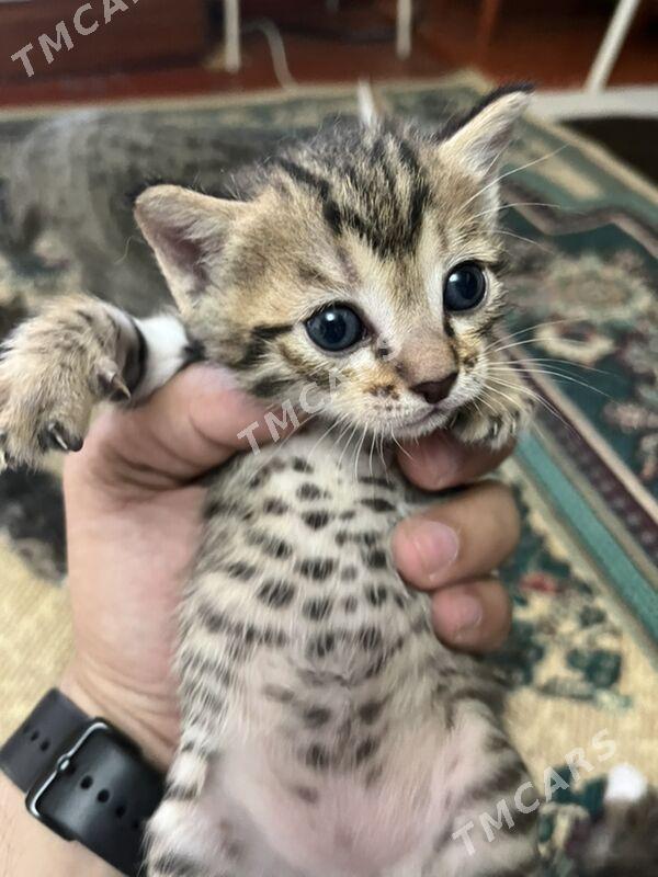 Котята Отдам добрые руки - Ашхабад - img 2