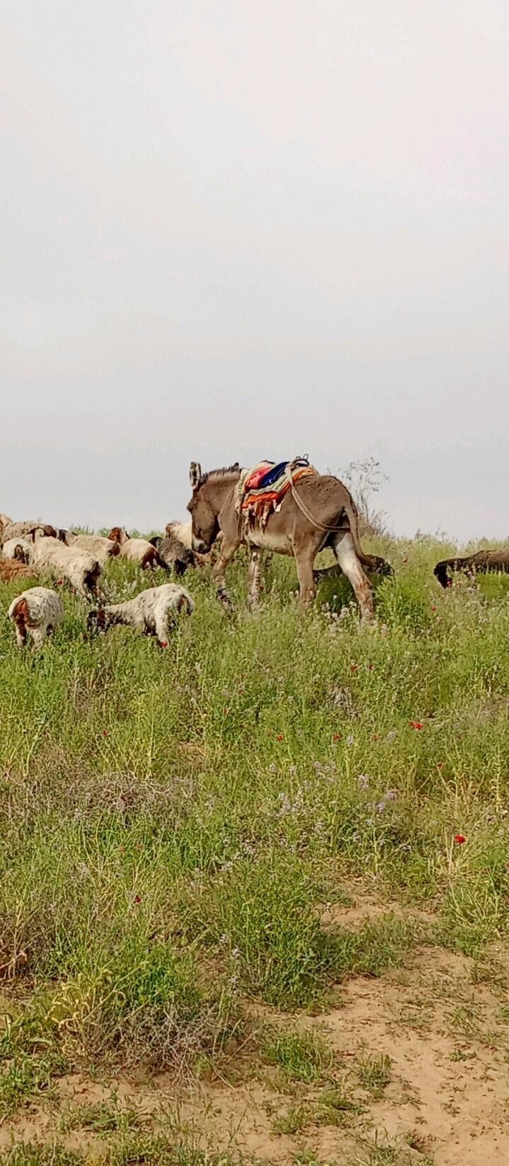 eşek - Türkmengala - img 3