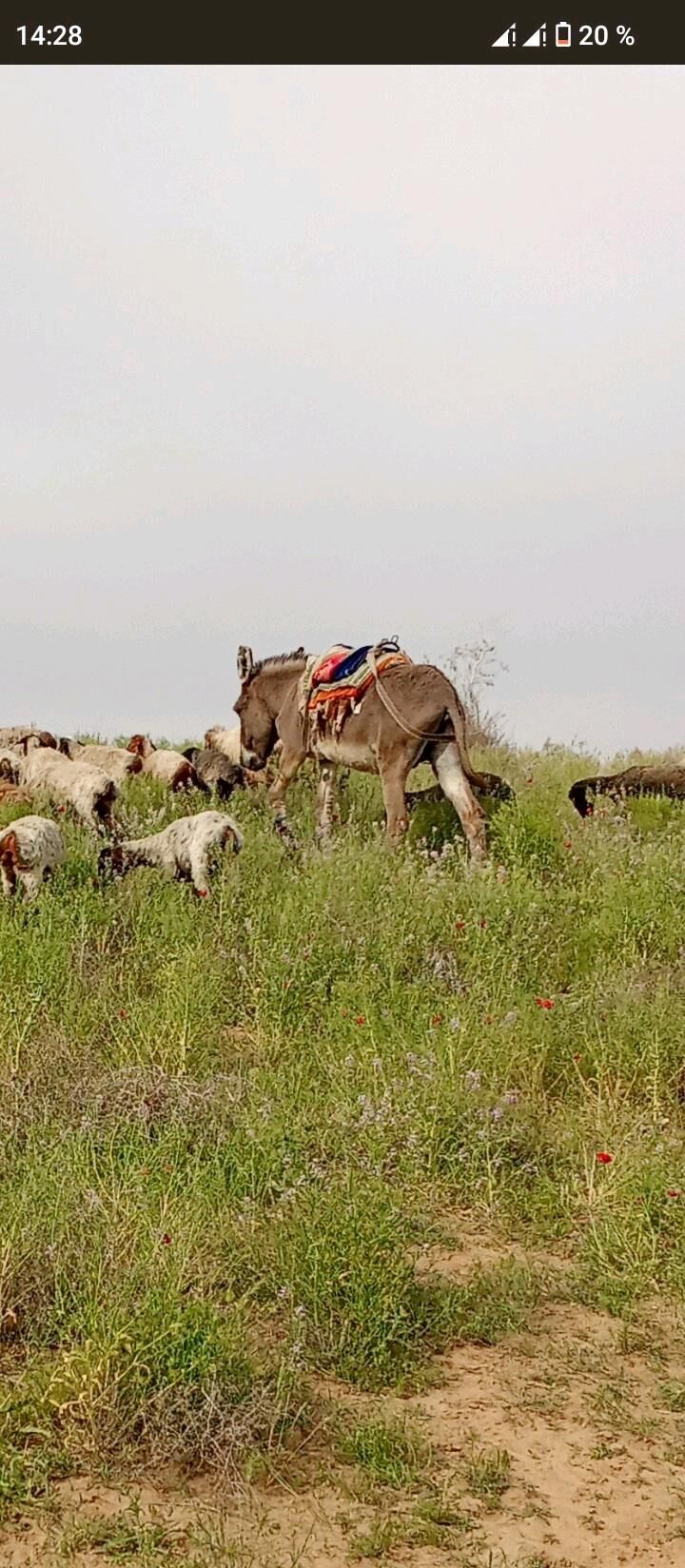 eşek - Türkmengala - img 4