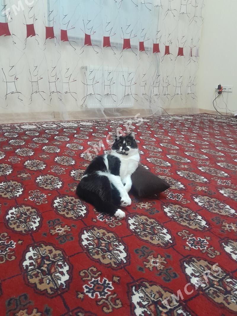 pişik - Туркменбаши - img 5