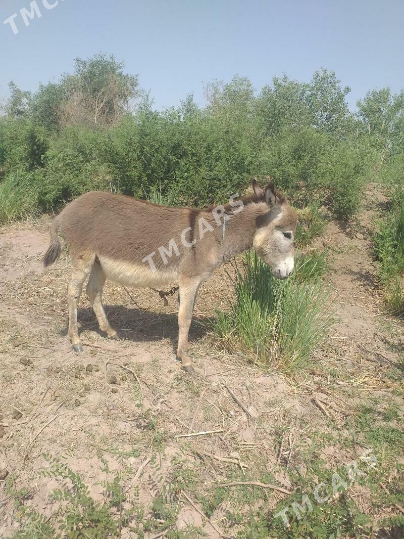 Eşek - Türkmenabat - img 2