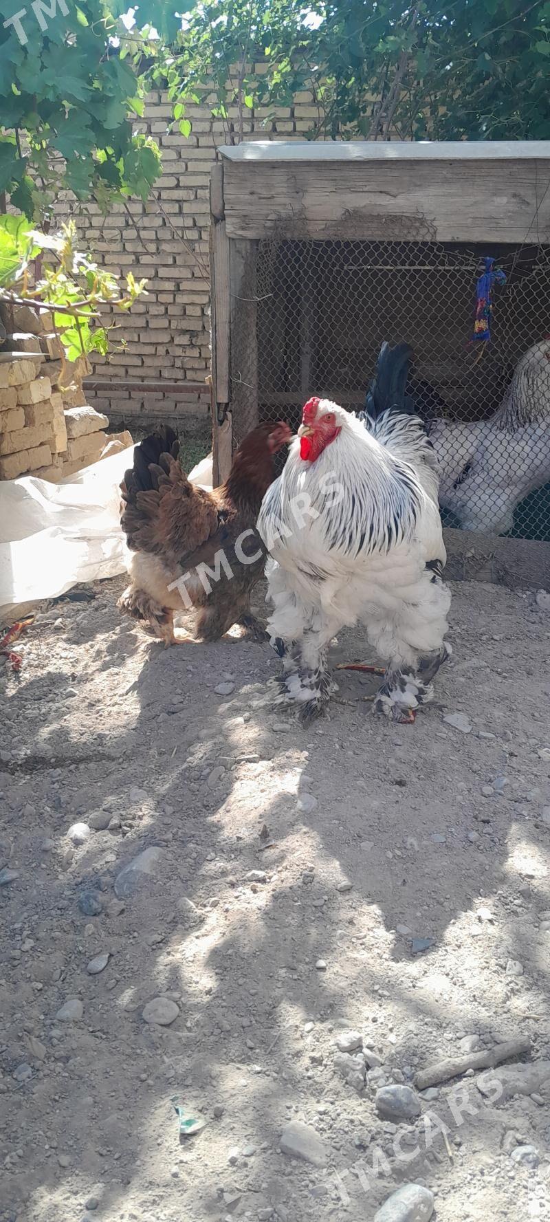 guşlor - Мары - img 2
