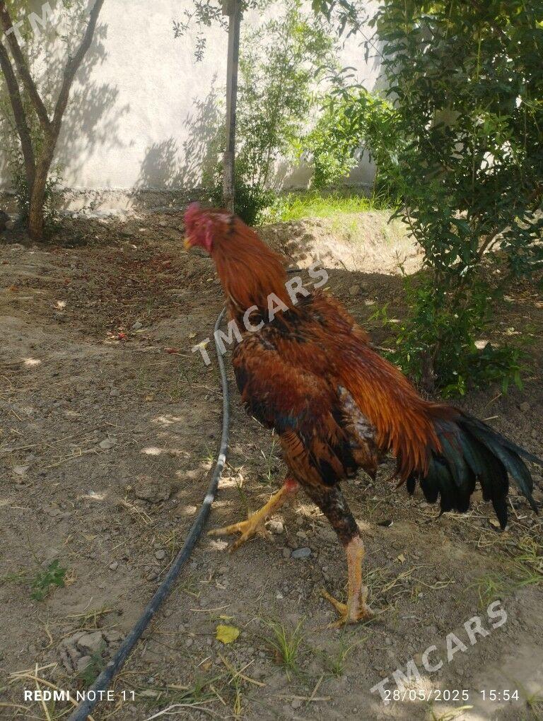 TASKENT HOROZ - Aşgabat - img 3