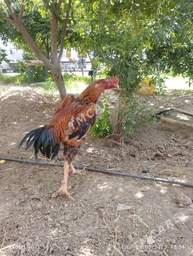 TASKENT HOROZ - Aşgabat - img 1