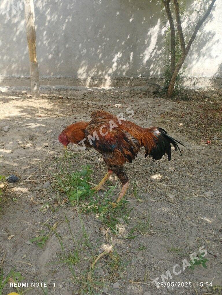 TASKENT HOROZ - Aşgabat - img 2