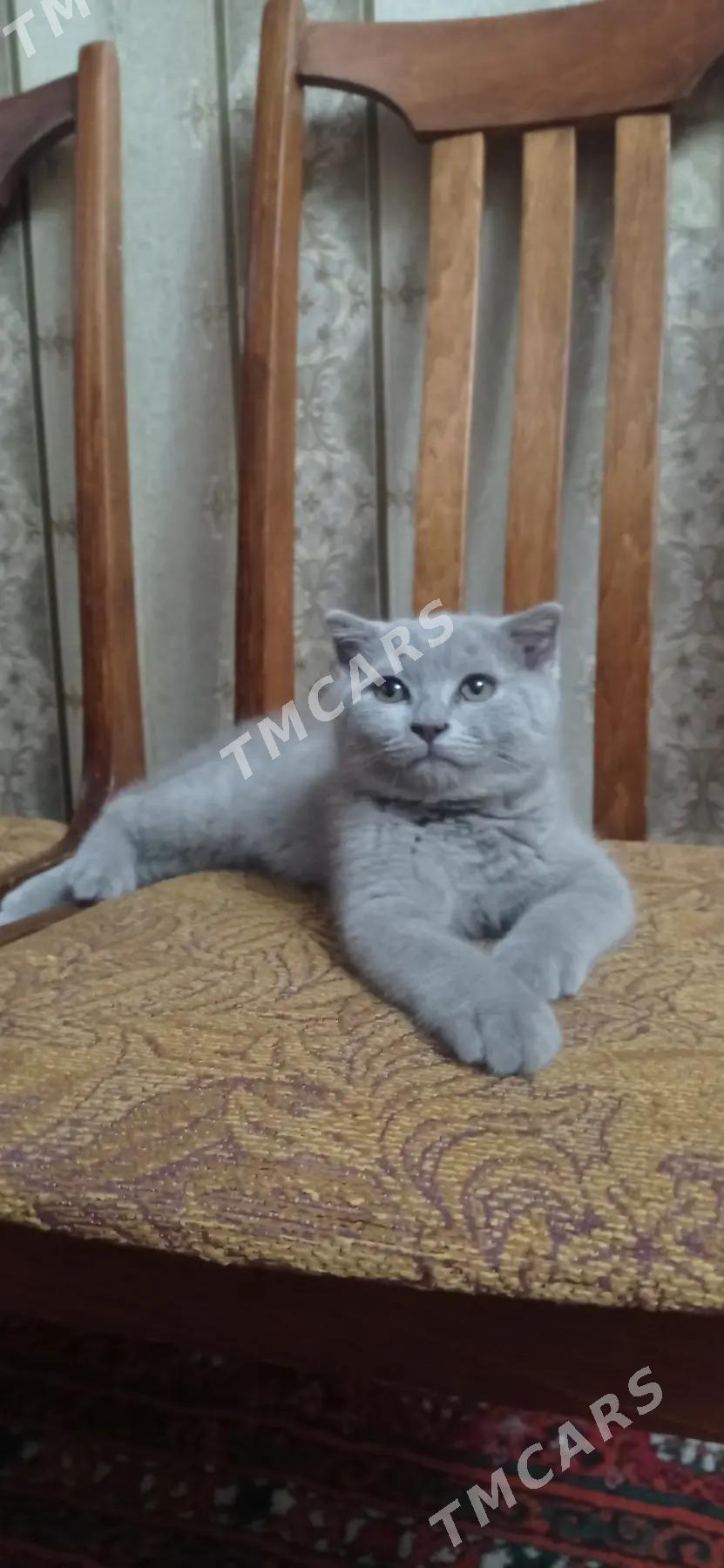 Шотландский котёнок - Ашхабад - img 2