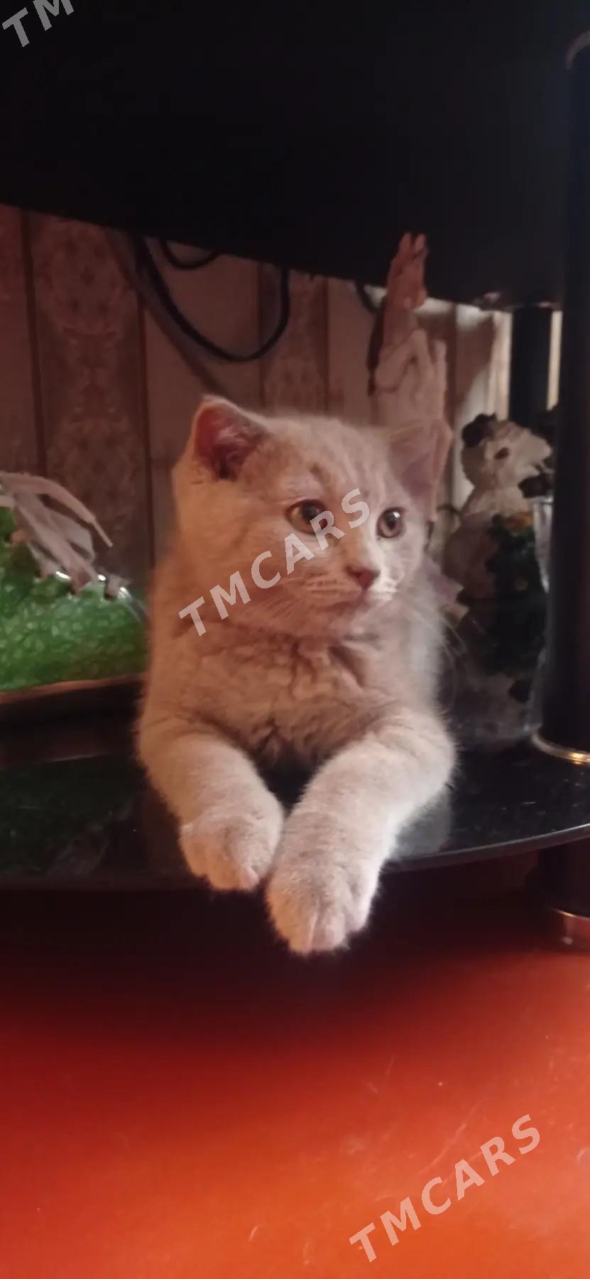 Шотландский котёнок - Ашхабад - img 4