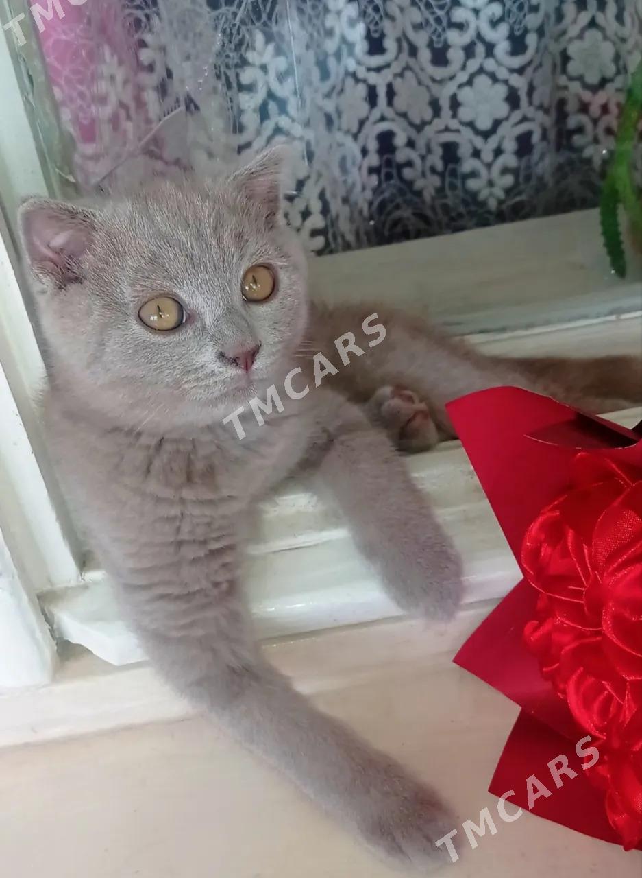 Шотландский котёнок - Ашхабад - img 3