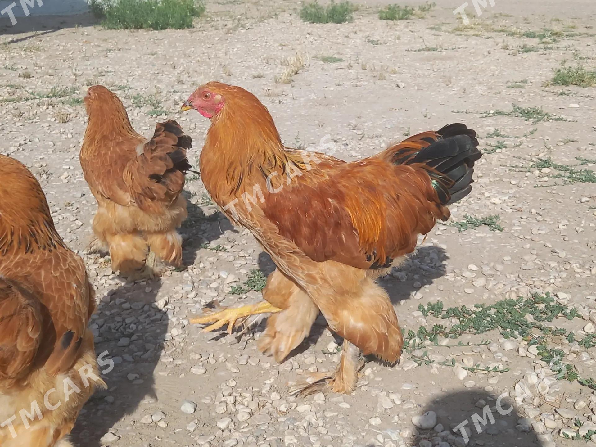 ХОРАЗ. БРАМА - Türkmenbaşy - img 3