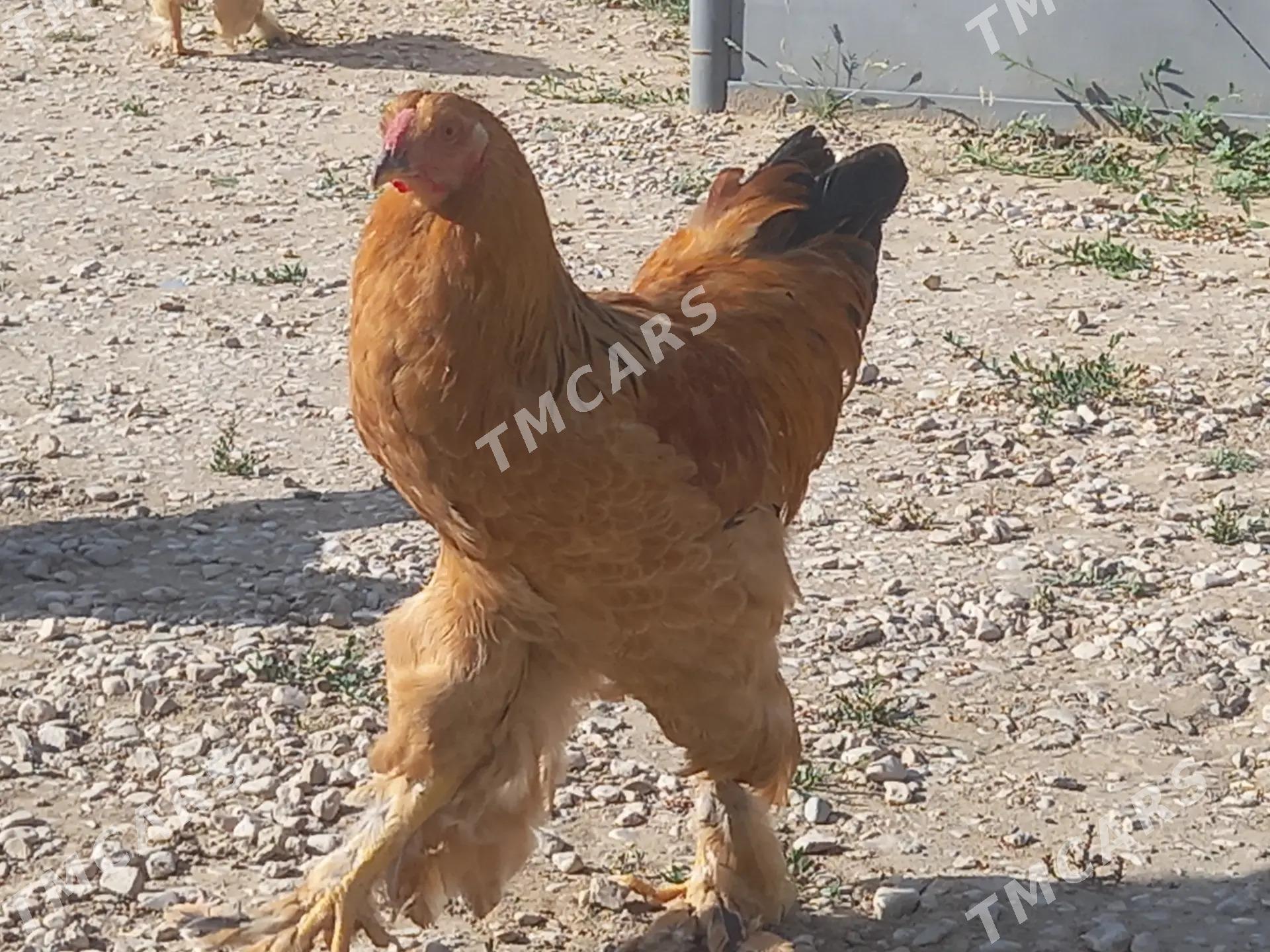 ХОРАЗ. БРАМА - Türkmenbaşy - img 2