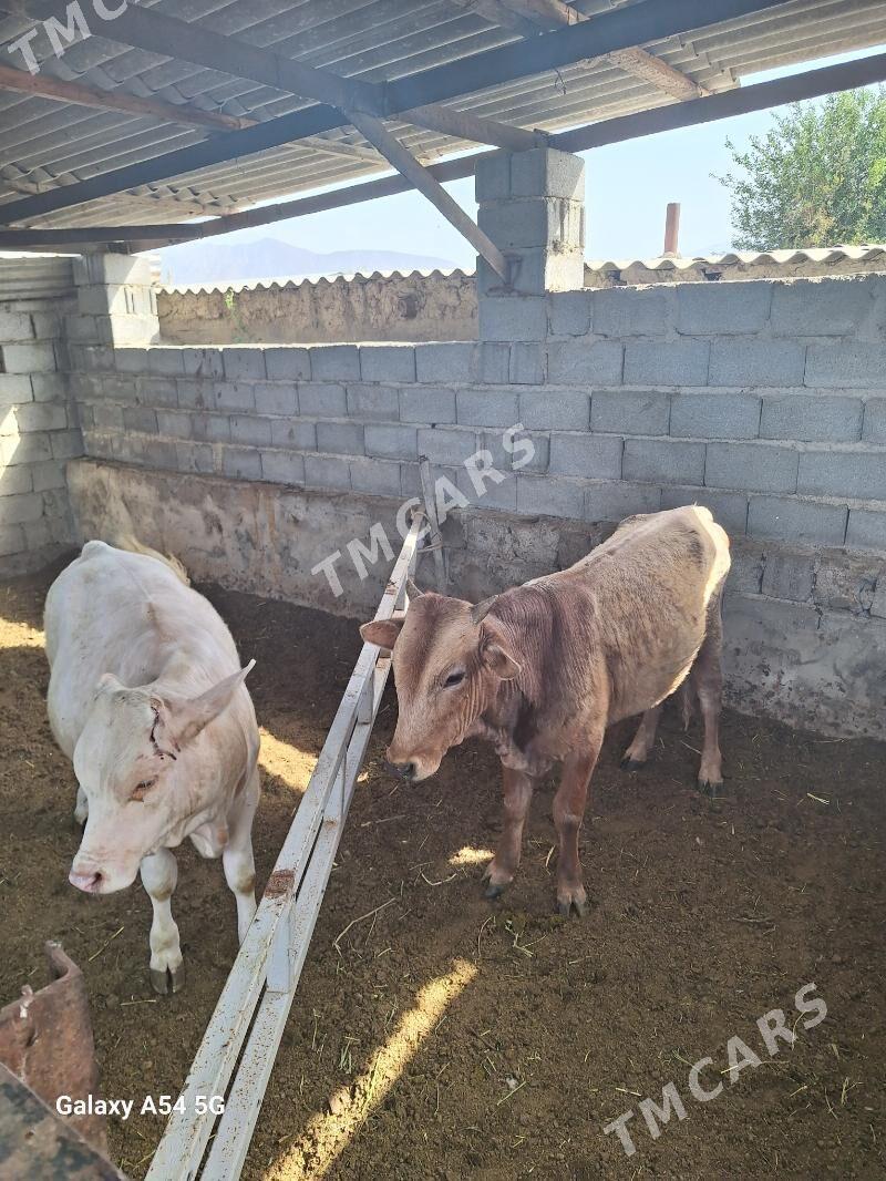 okuz ikisi bile - Gökdepe - img 2