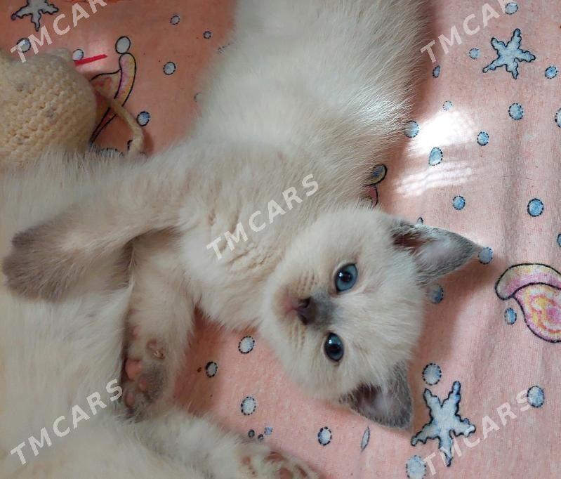 Шотландские котята - 10 mkr - img 2