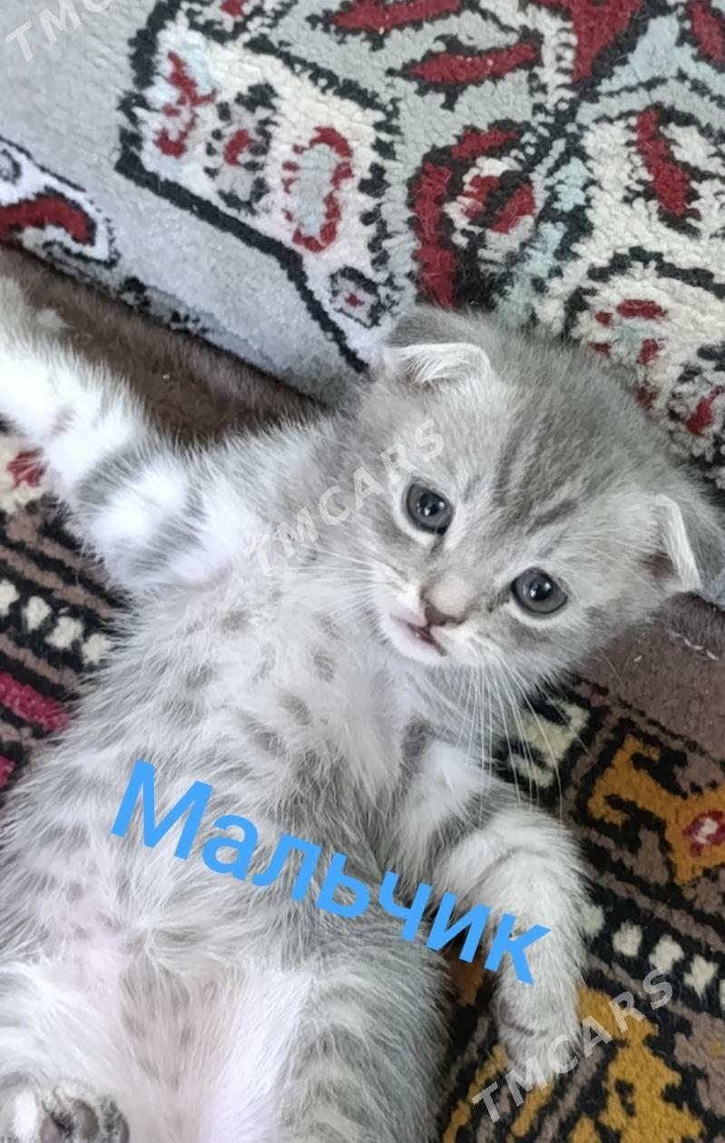 Шотландские котята - Daşoguz - img 2