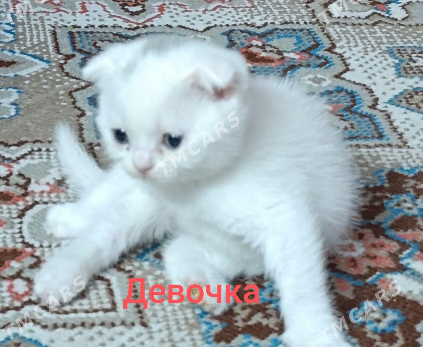 Шотландские котята - Daşoguz - img 3